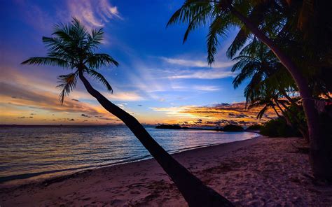 playa palmeras